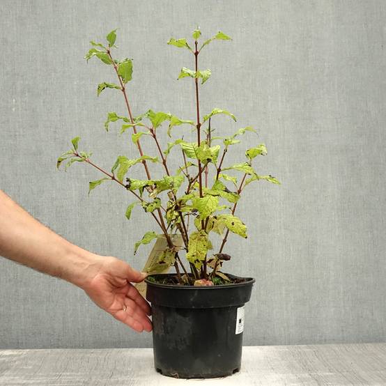 Lilas - Syringa villosa Aurea Pot de 4L/5L - Image 2