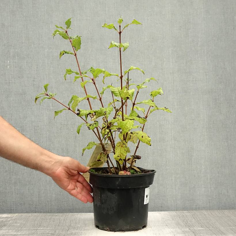 Lilas - Syringa villosa Aurea Pot de 4L/5L - Image 2