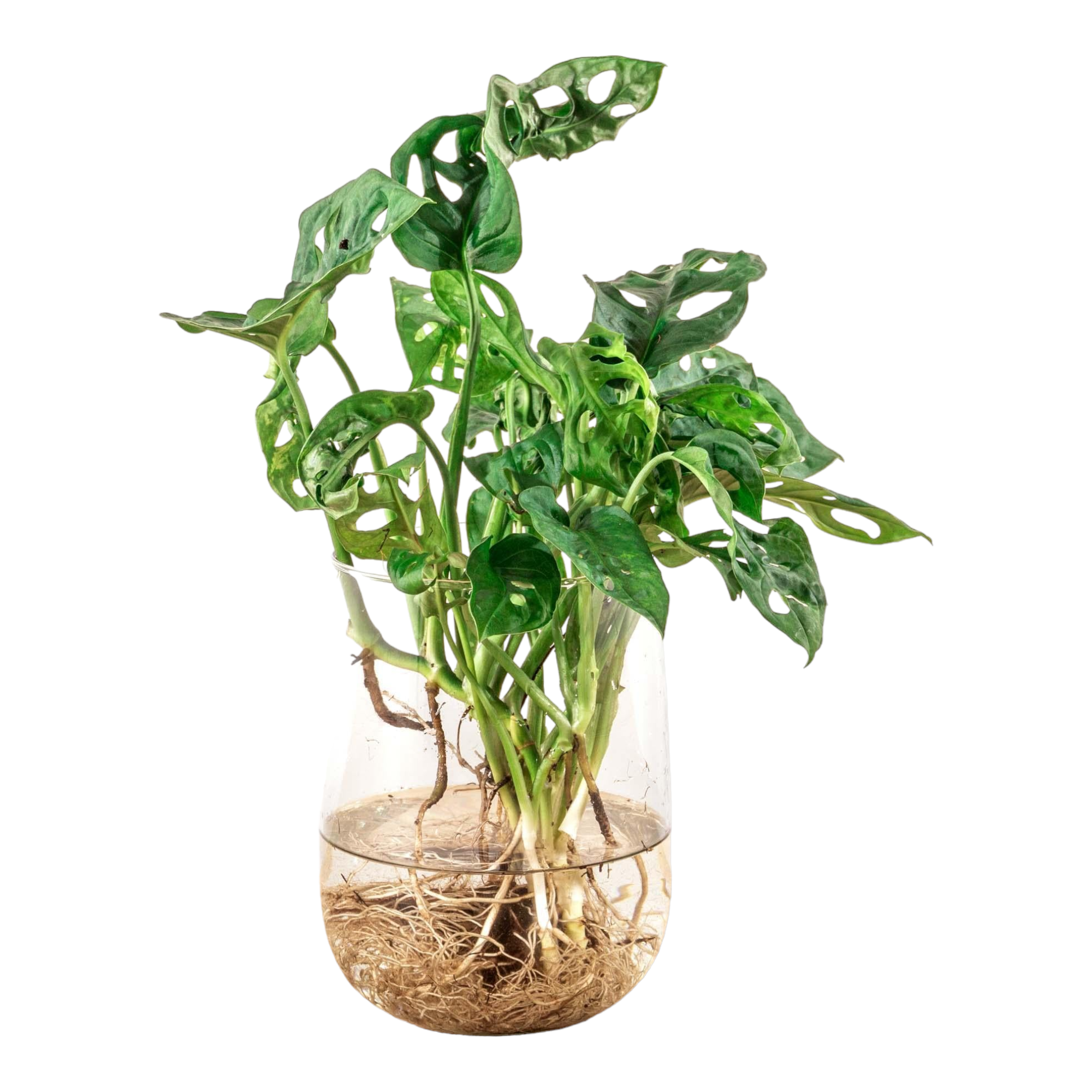 Monstera in vaas DIY-pakket - Hydroponie 17cm - Plante d'intérieur- La Green Touch - Imagen 1