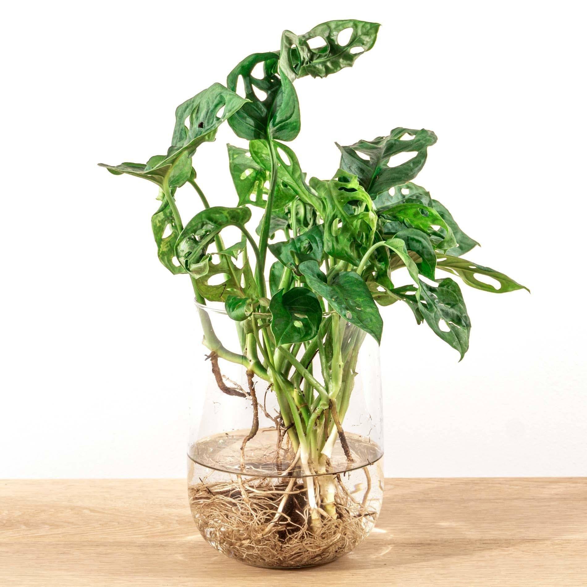 Monstera in vaas DIY-pakket - Hydroponie 17cm - Plante d'intérieur- La Green Touch - Imagen 3