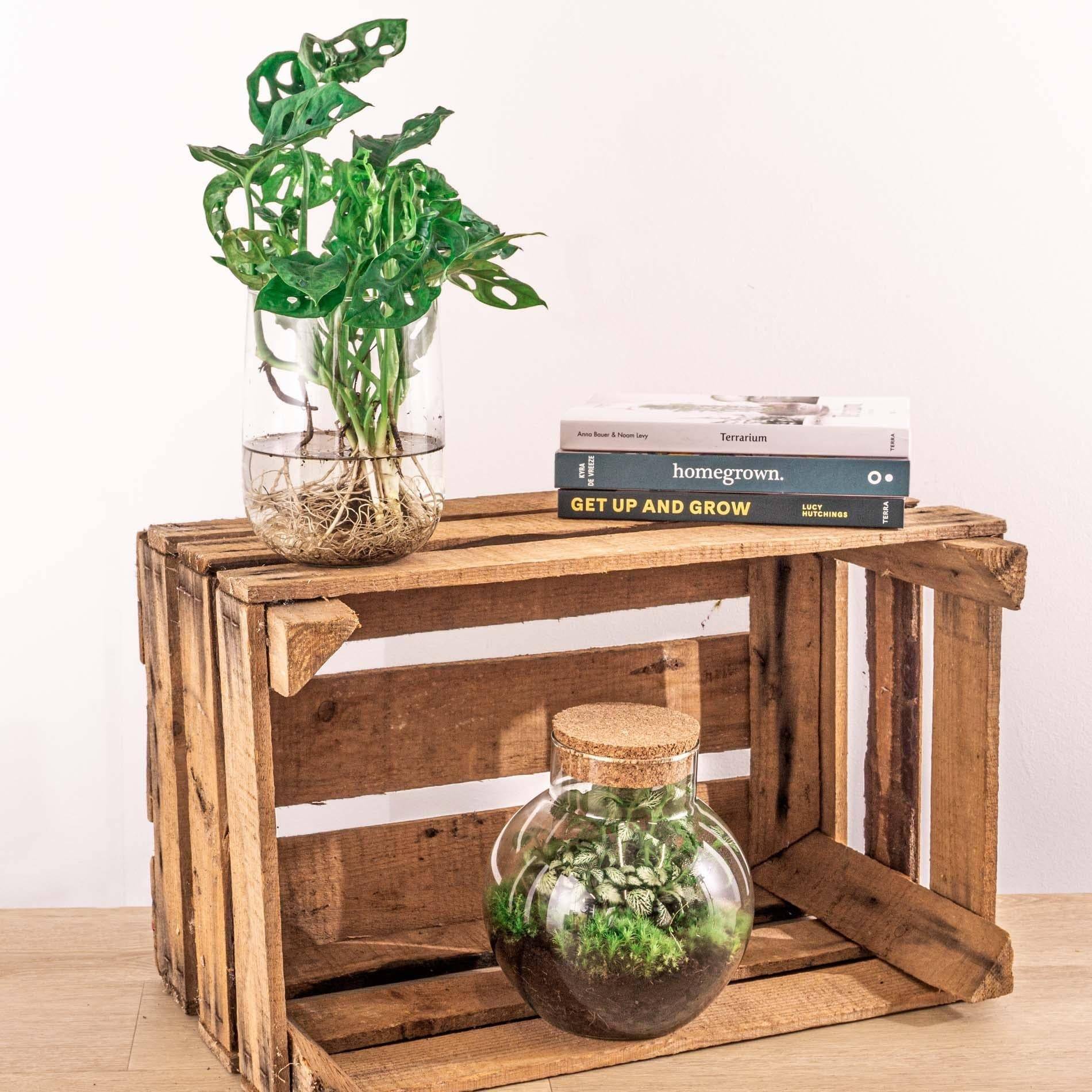 Monstera in vaas DIY-pakket - Hydroponie 17cm - Plante d'intérieur- La Green Touch - Imagen 4