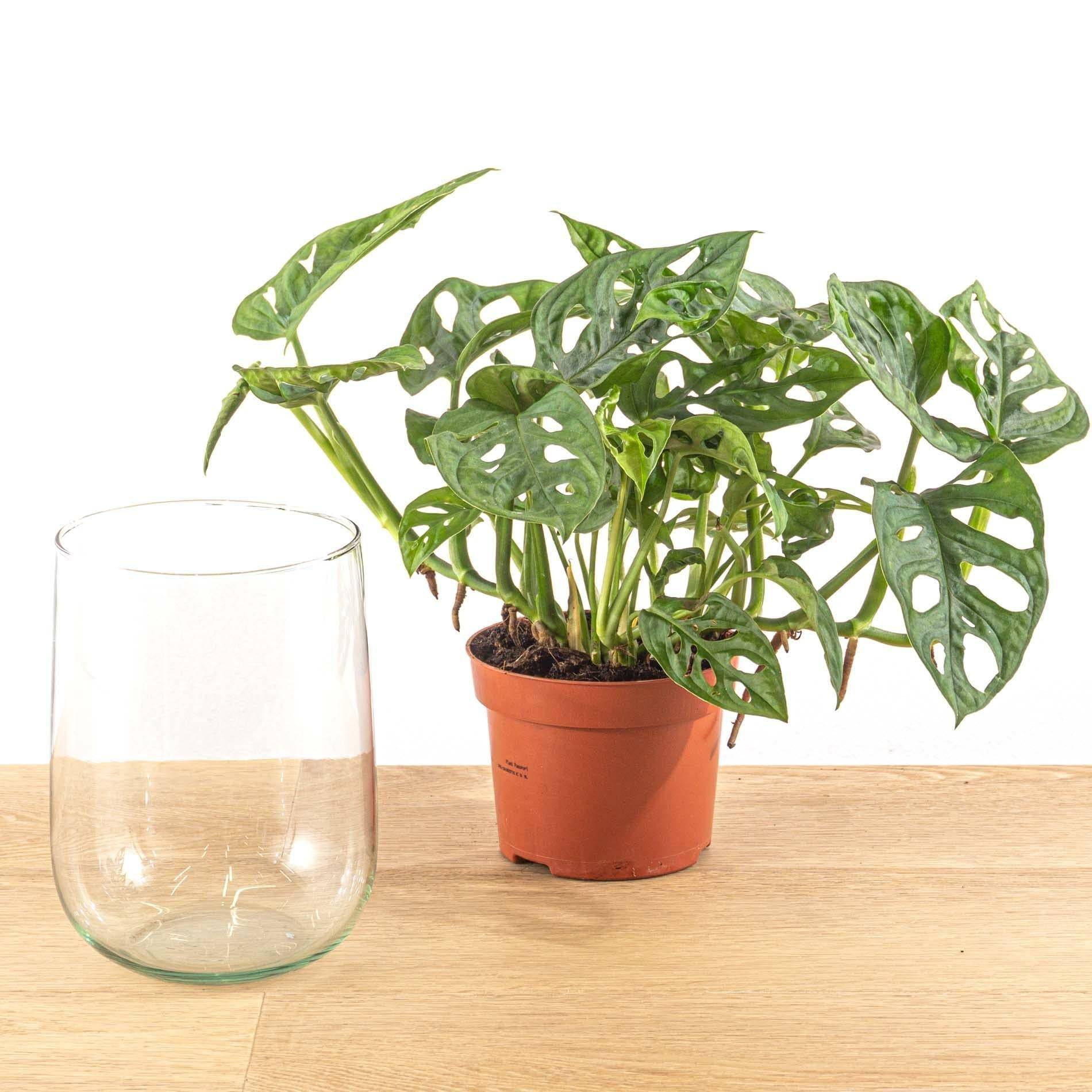 Monstera in vaas DIY-pakket - Hydroponie 17cm - Plante d'intérieur- La Green Touch - Imagen 5
