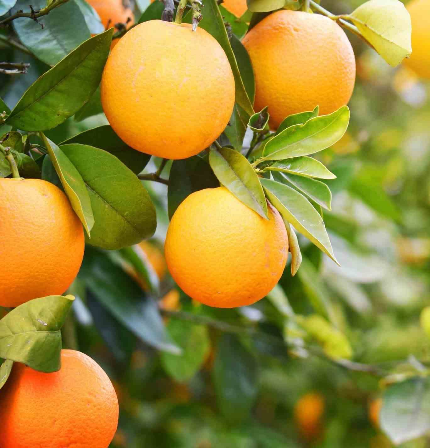 0 - Citrus aurantium (Orange amère/bigaradier) Pot de 5 litres - 80/100 cm - Image 1