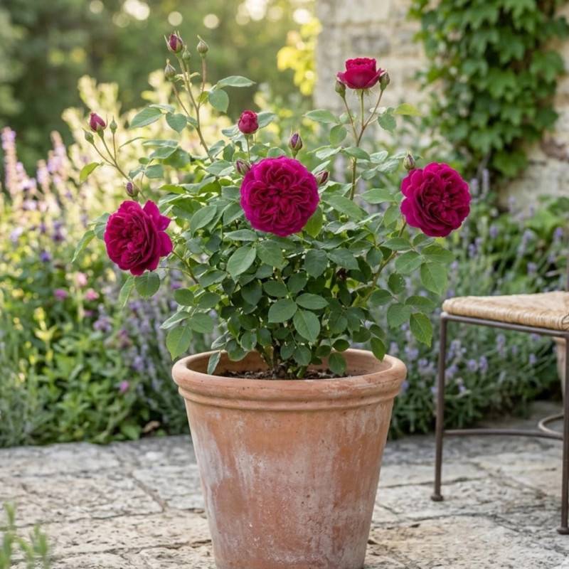 Rosier ancien Thomas A. Becket® 'Auswinston' à fleurs Rose/ - feuillage Caduc - Pot de 3L - 20/40 cm - Image 5
