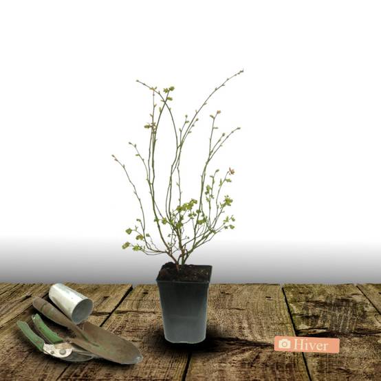 Myrtille Pink Lemonade, Myrtillier - Bon rendement - Pot de 5L - 40/80 cm - De 1,00 m à 1,50 m - Image 10