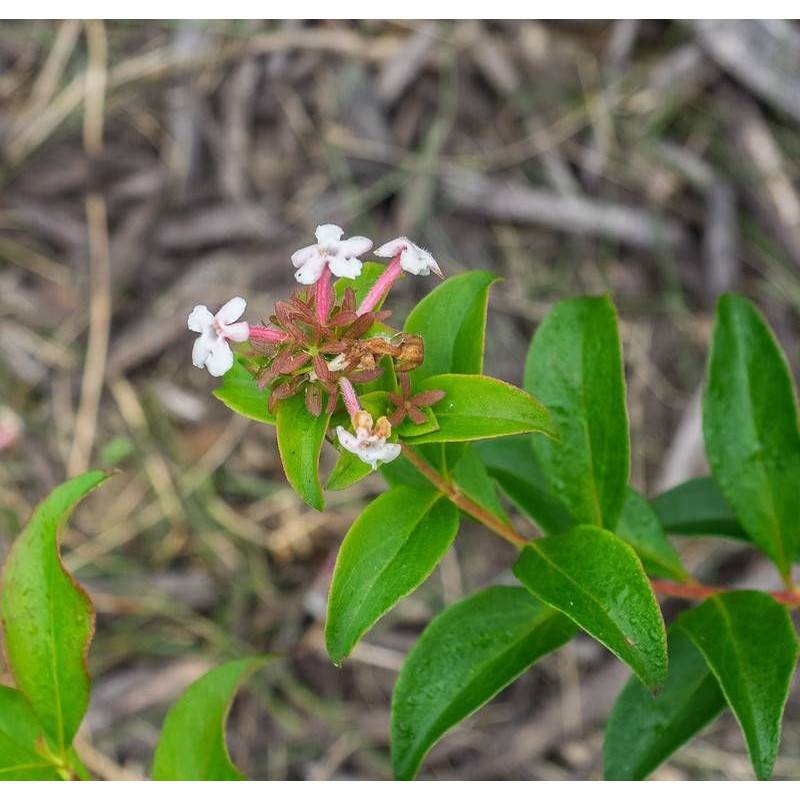 Abelia de Corée Monia, Abélia mosanensis à fleurs Blanche - feuillage Persistant - Pot de 7,5L - 60/80 cm-  hauteur à maturité De 1,00 m à 1,50 m - Image 1