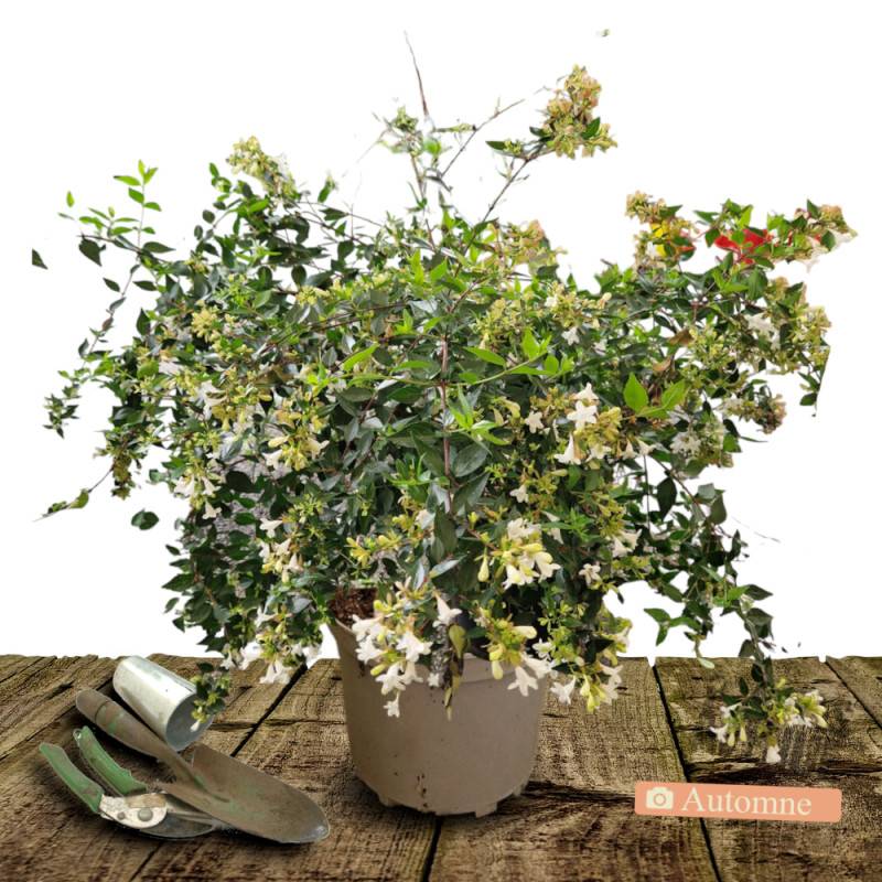 Abelia de Corée Monia, Abélia mosanensis à fleurs Blanche - feuillage Persistant - Pot de 7,5L - 60/80 cm-  hauteur à maturité De 1,00 m à 1,50 m - Image 2