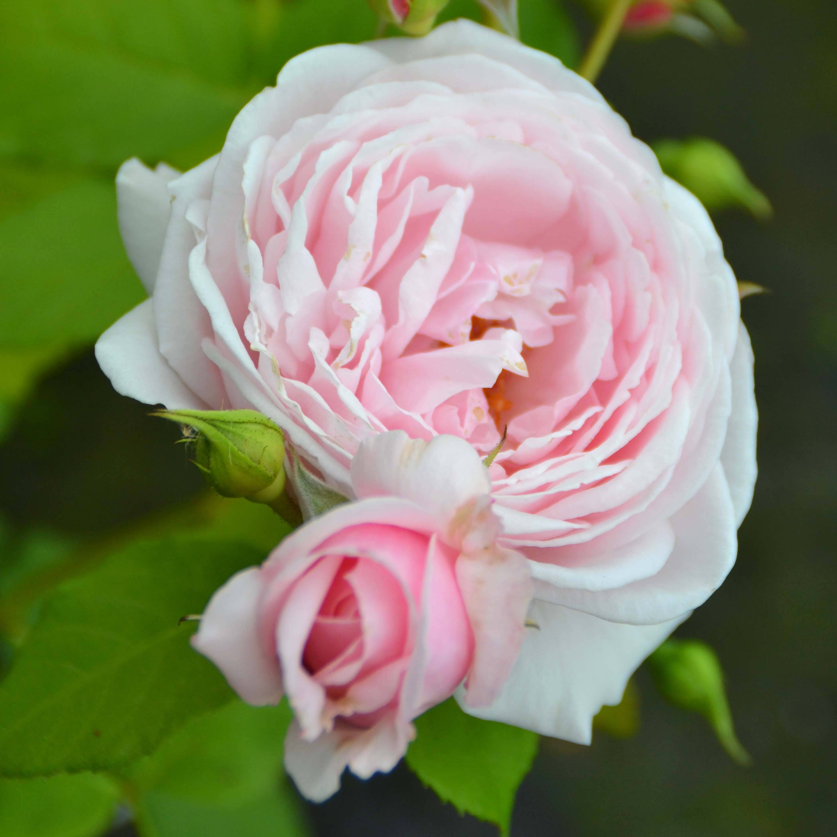 Rosier grimpant Nahéma Pot de 3L/4L