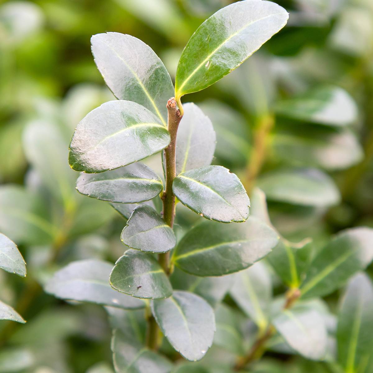 Ilex crenata Caroline Upright - Houx crénelé Pot de 2L/3L - Image 1