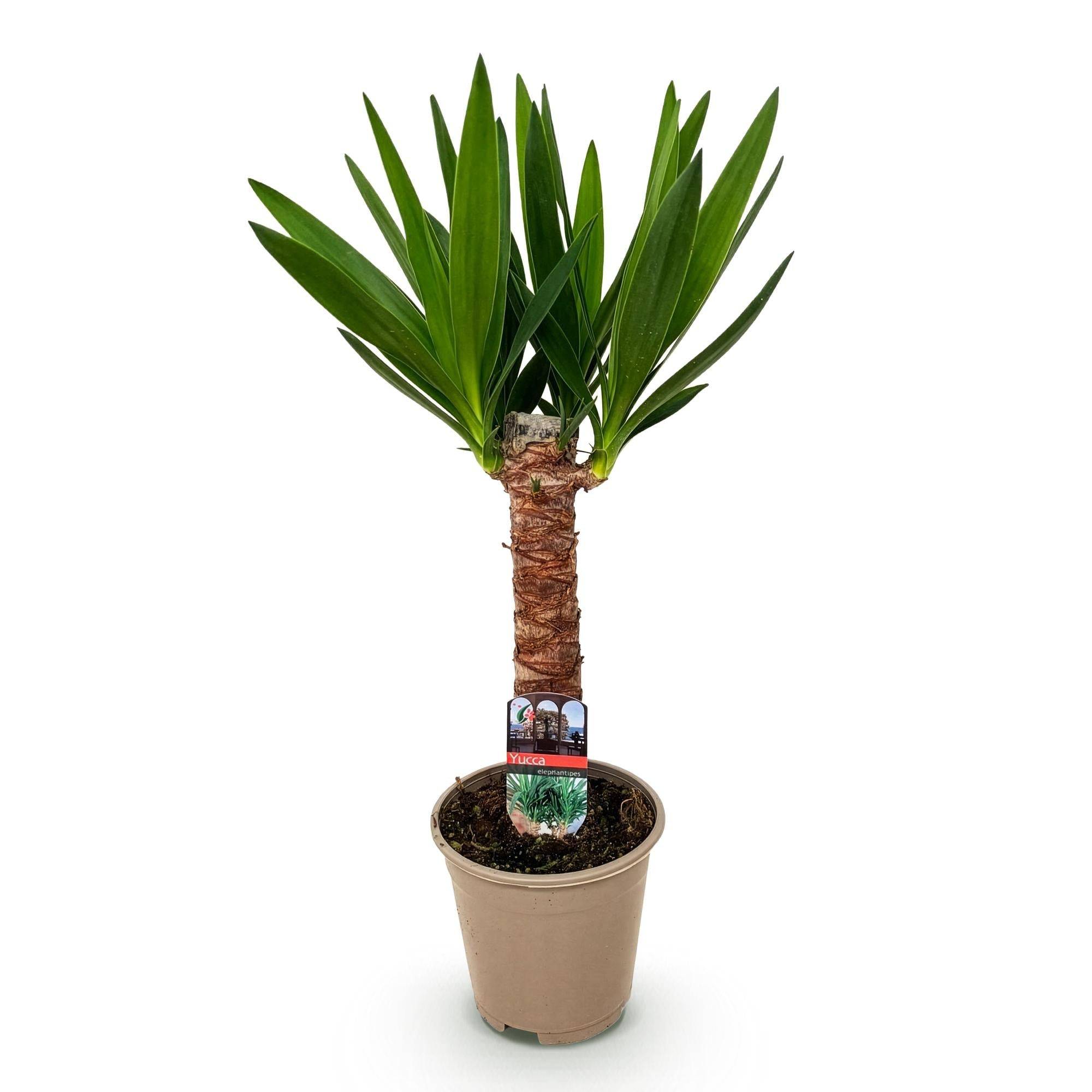 La Green Touch - Yucca Elephantipes - D14 H55cm - Image 3