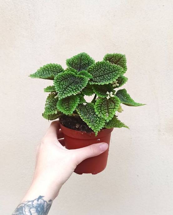 Pilea Involucrata Moon Valley Medium D. 9cm H. 10cm - Plante d'intérieur - IndoorPoppies - Image 1