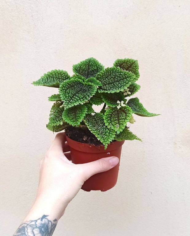 Pilea Involucrata Moon Valley Medium D. 9cm H. 10cm - Plante d'intérieur - IndoorPoppies - Image 1