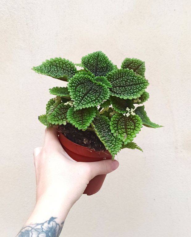 Pilea Involucrata Moon Valley Medium D. 9cm H. 10cm - Plante d'intérieur - IndoorPoppies - Image 2
