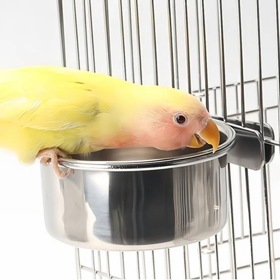 Bol pour oiseau en acier inoxydable - IntiMeg - Image 5