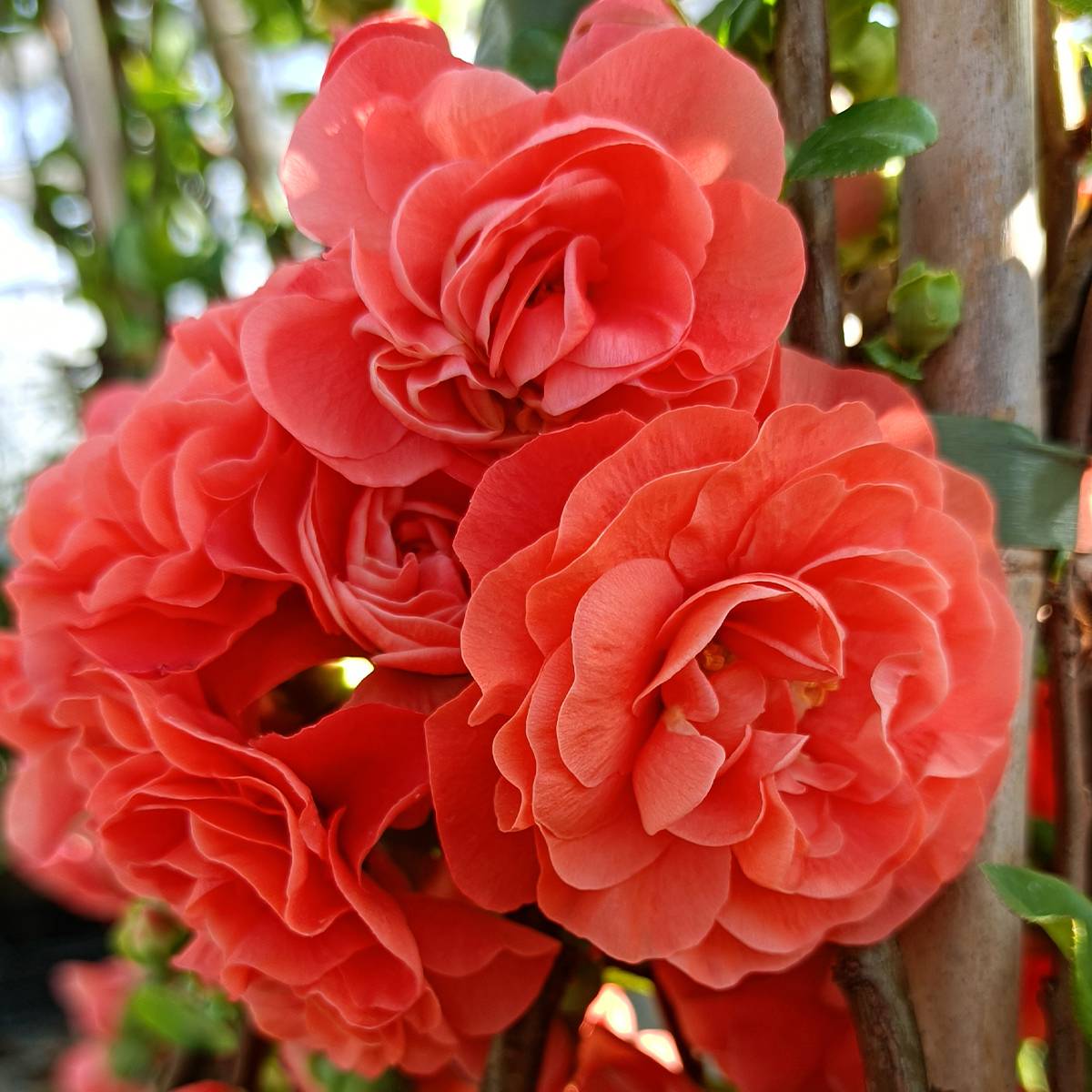 Cognassier du Japon Orange Storm - Chaenomeles speciosa Pot de 2L/3L - Image 1