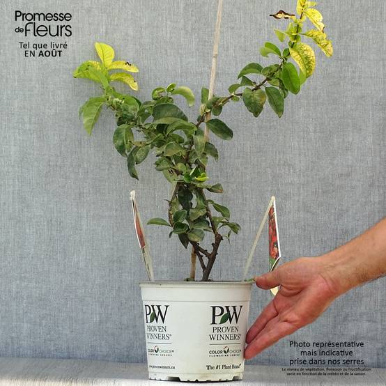 Cognassier du Japon Orange Storm - Chaenomeles speciosa Pot de 2L/3L - Image 2