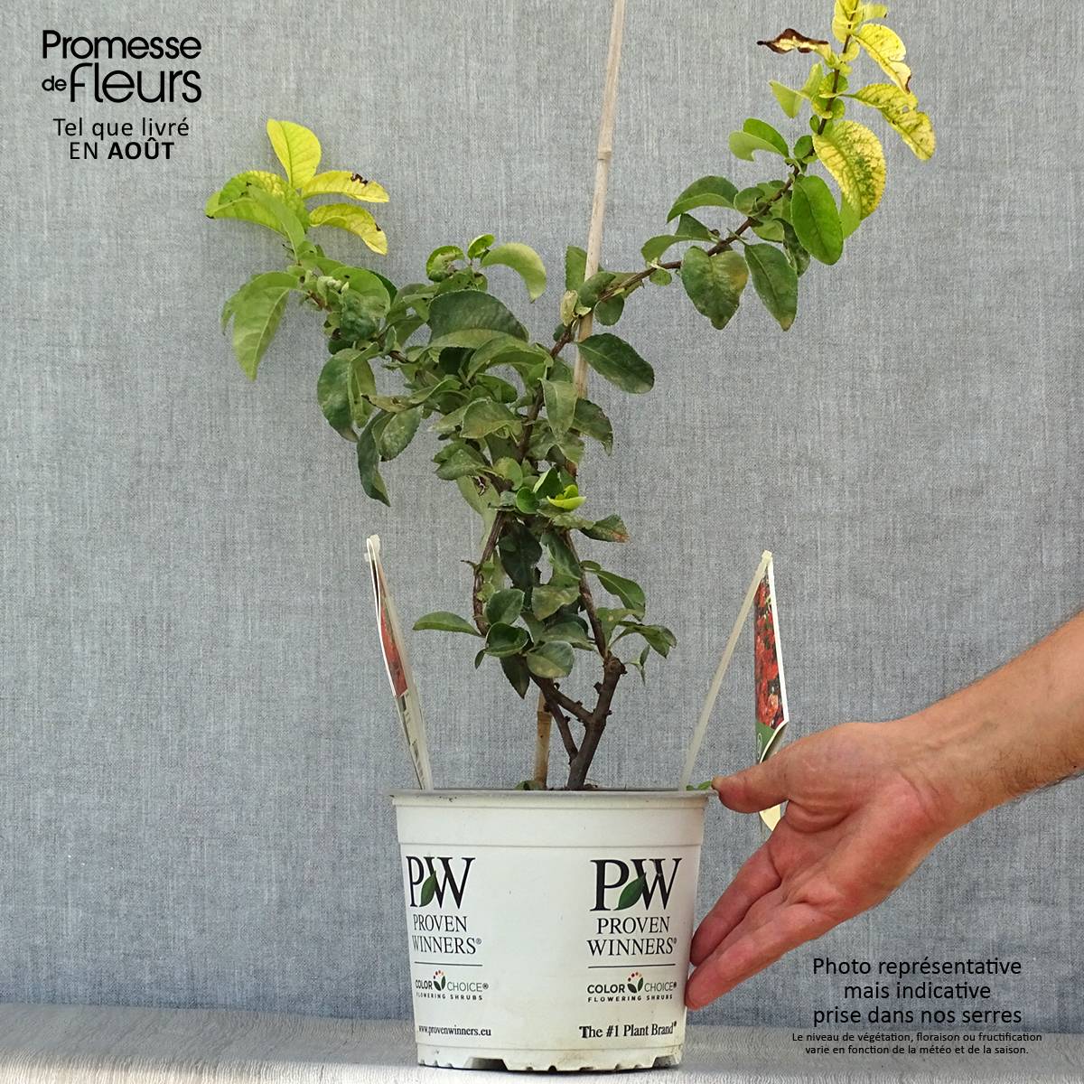 Cognassier du Japon Orange Storm - Chaenomeles speciosa Pot de 2L/3L - Image 2