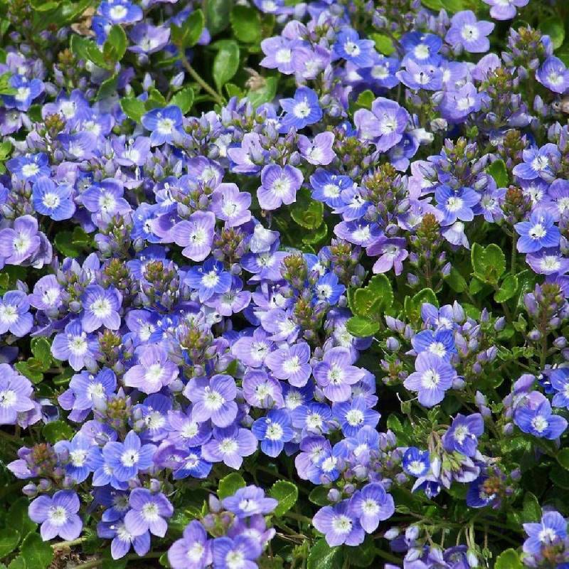Véronique tapissante à fleurs Bleue/ - feuillage Persistant - Godet - 5/20 cm - Imagen 2