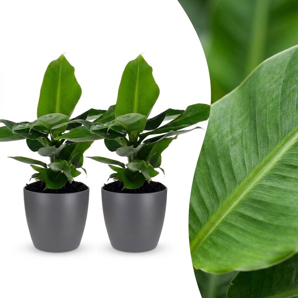 Musa Oriental Dwarf - Bananier nain oriental - Pot de 12cm - 2 plantes - Gris - Plantes d'intérieur