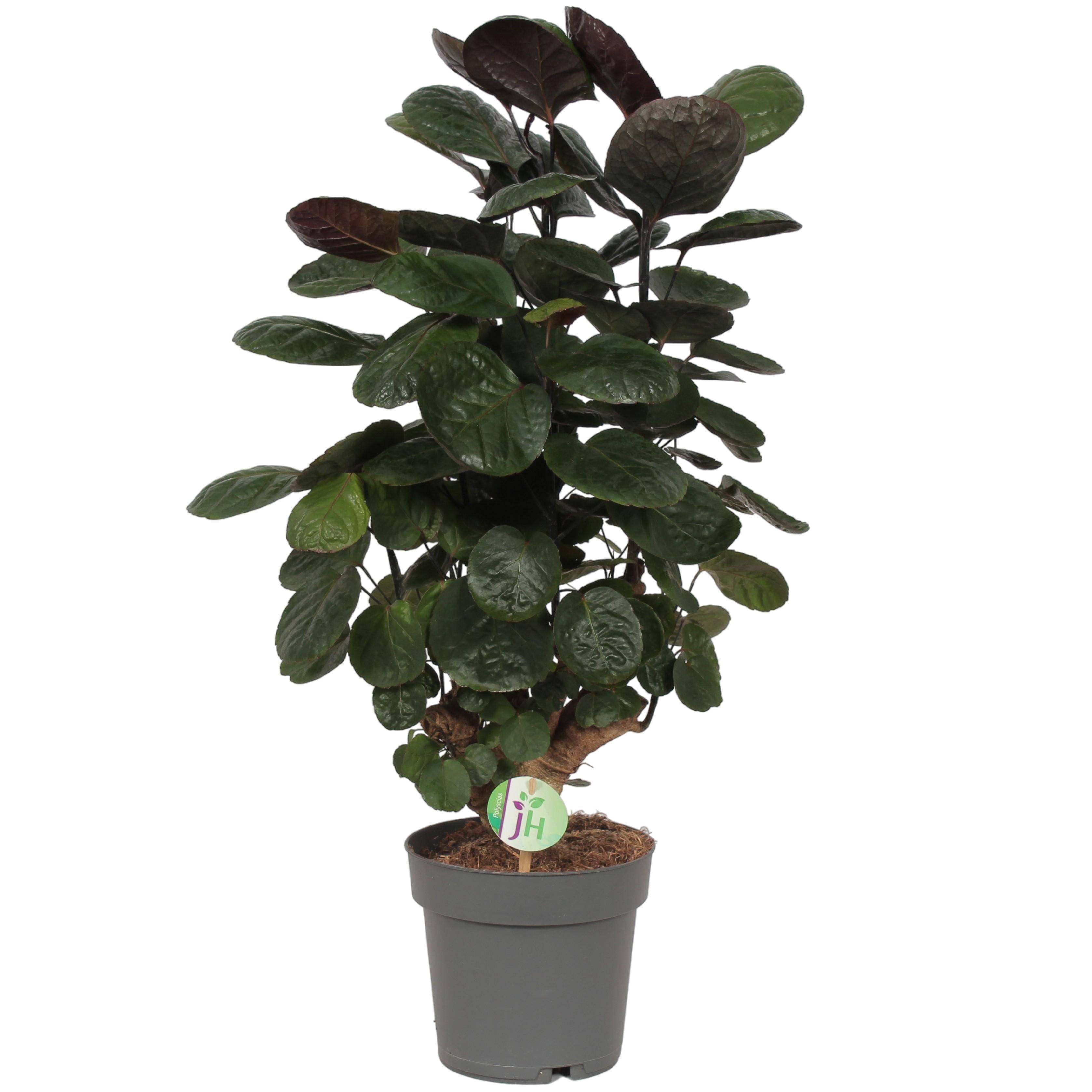 Polyscias 'Fabian' 60cm - Plante d'intérieur- La Green Touch