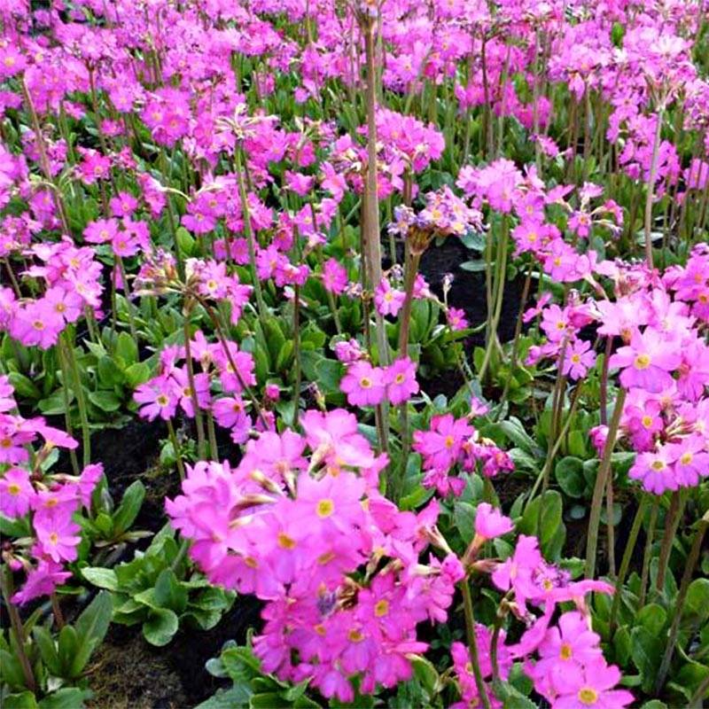 Primevère rose - Primula rosea Grandiflora   Godet de 7/8 cm