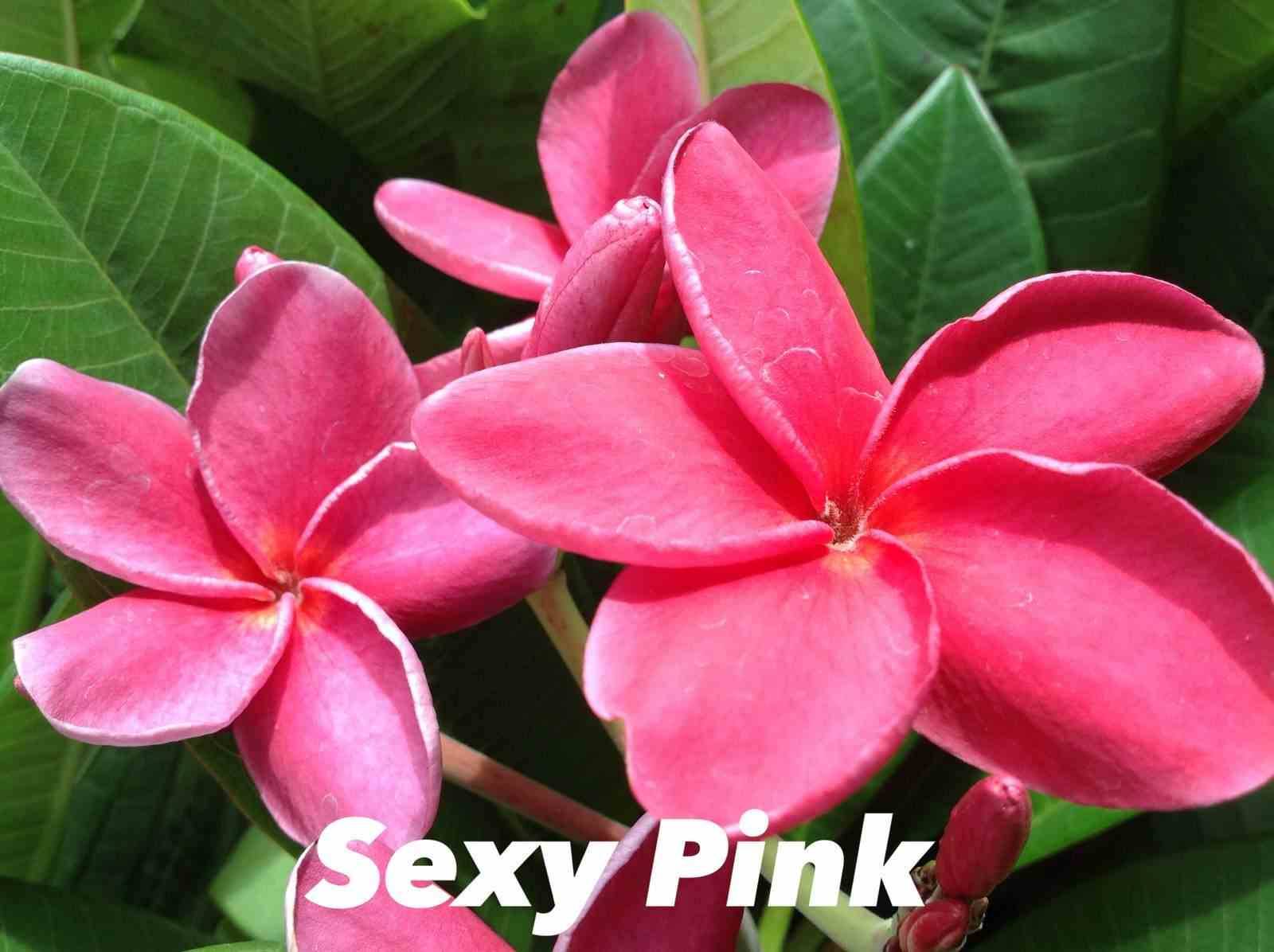 Sans Marque - Plumeria rubra "Rose sexy" (frangipanier) Couleur floraison:Rose - Taille:Pot de 2 litres ? 20/30 cm
