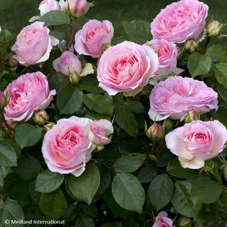 Rosier à fleurs groupées Sophia Romantica Pot de 4L/5L