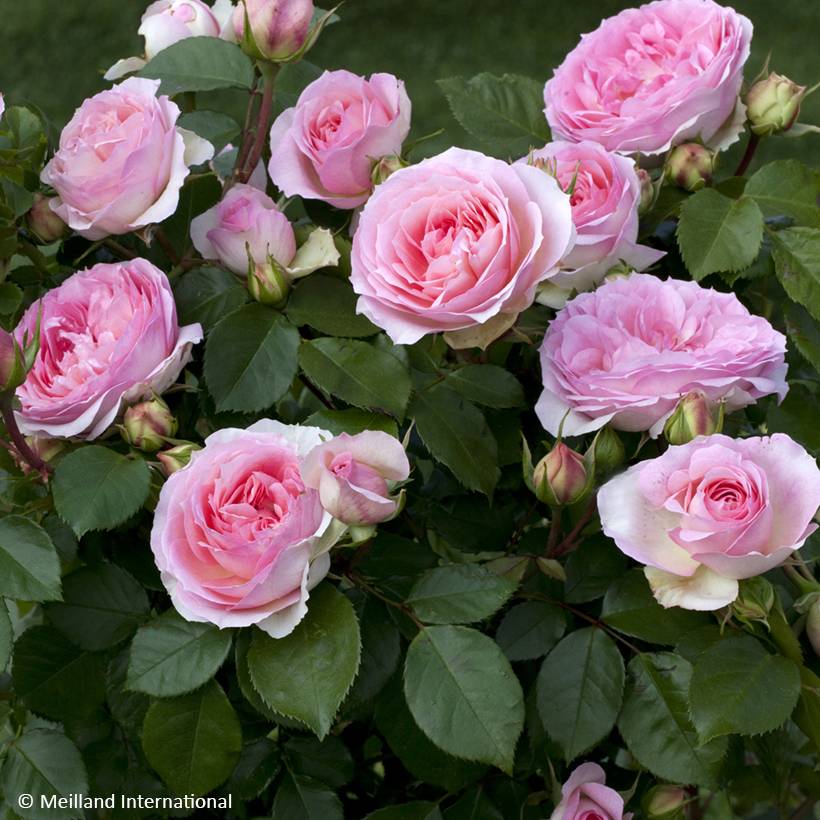 Rosier à fleurs groupées Sophia Romantica  Pot de 4L/5L