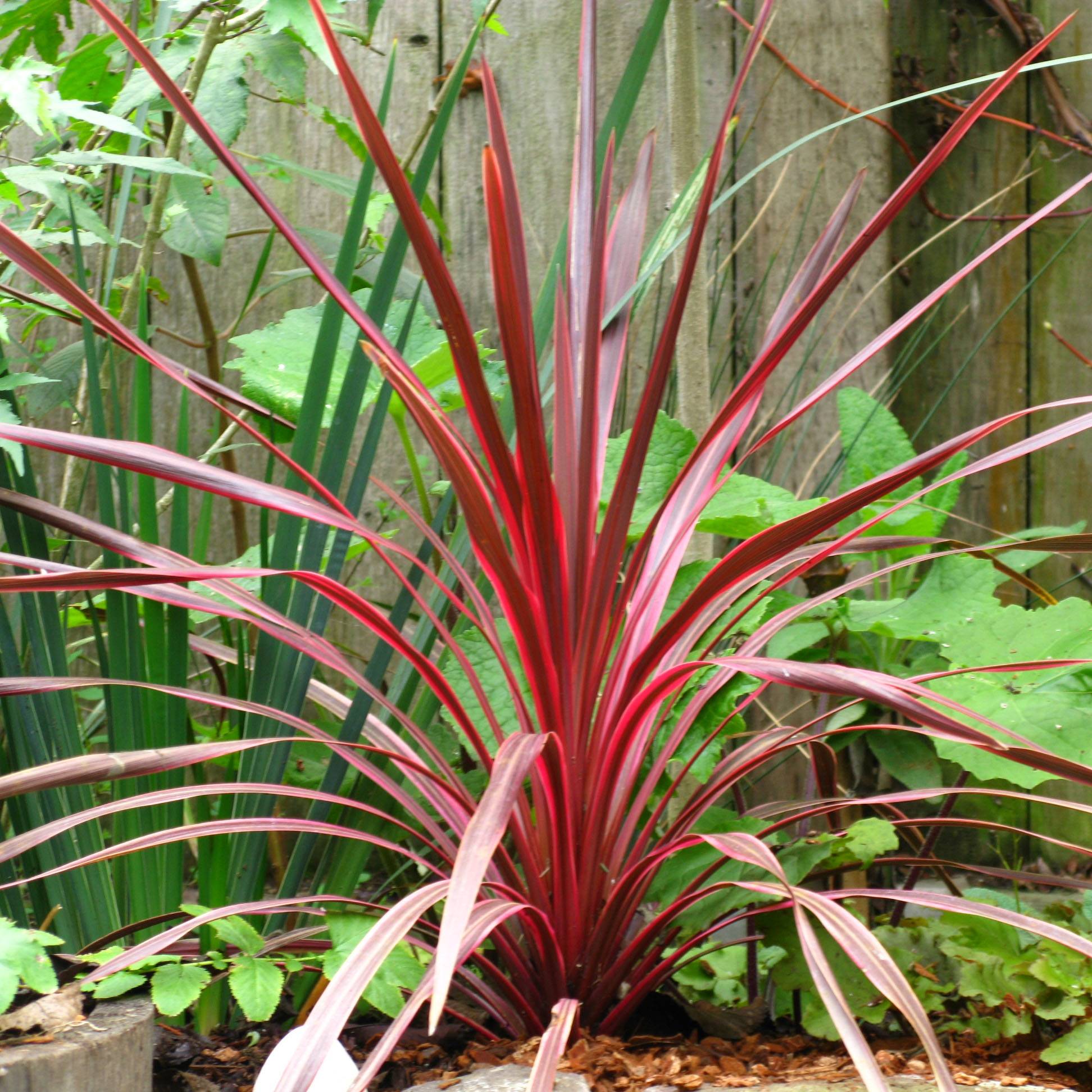 Promesse de Fleurs - Cordyline australis Cherry Sensation Godet de 8/9 cm