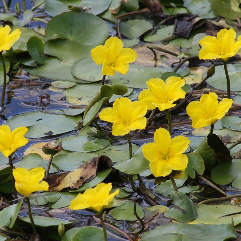 Nymphoides peltata - Limnanthème faux-nénuphar Pot de 1L/1,5L
