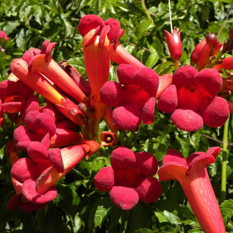 Bignone Atropurpurea à fleurs Rouge - feuillage Caduc - Pot de 1L - 30/60 cm-  hauteur à maturité De 5,00 m à 10,00 m - Imagen 1