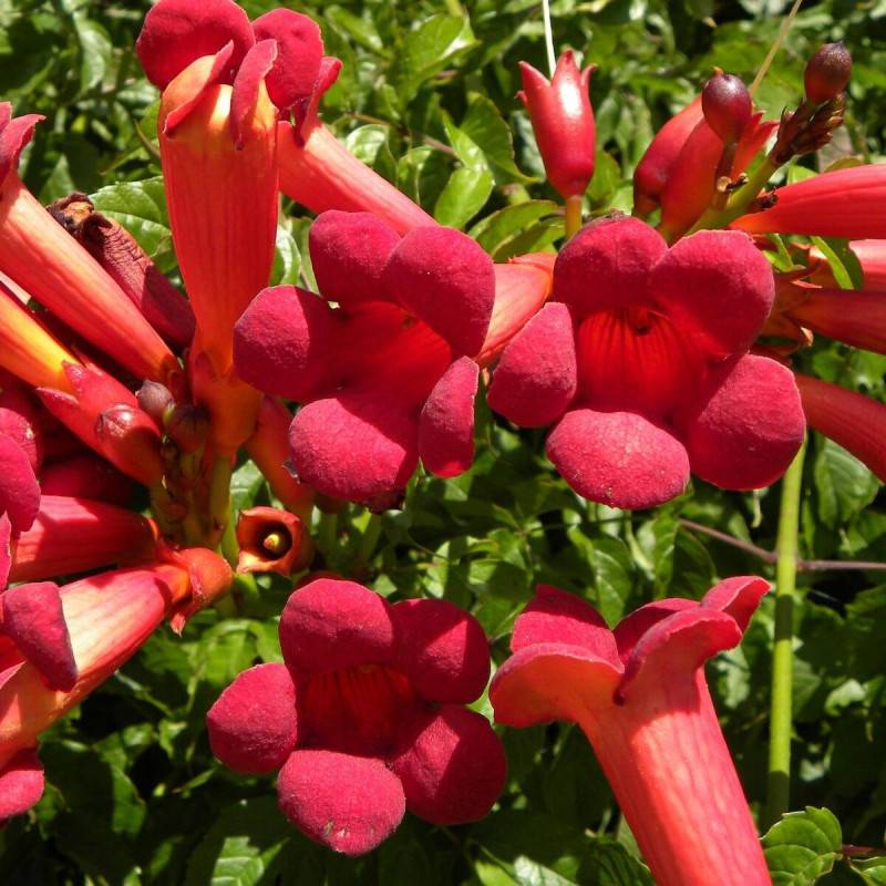Bignone Atropurpurea à fleurs Rouge - feuillage Caduc - Pot de 1L - 30/60 cm-  hauteur à maturité De 5,00 m à 10,00 m - Imagen 7