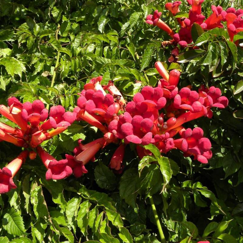 Bignone Atropurpurea à fleurs Rouge - feuillage Caduc - Pot de 1L - 30/60 cm-  hauteur à maturité De 5,00 m à 10,00 m - Imagen 6