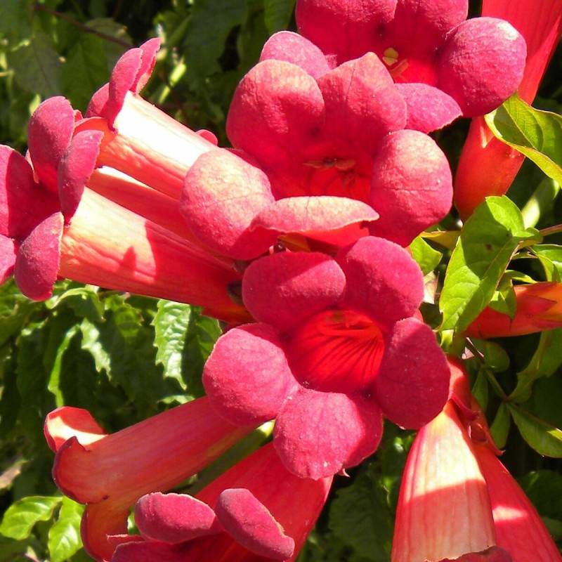 Bignone Atropurpurea à fleurs Rouge - feuillage Caduc - Pot de 1L - 30/60 cm-  hauteur à maturité De 5,00 m à 10,00 m - Imagen 10