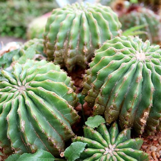 Promesse de Fleurs - Echinocactus grusonii var. brevispinus - Coussin de Belle-mère Pot de 4L/5L, 15/16 diamètre