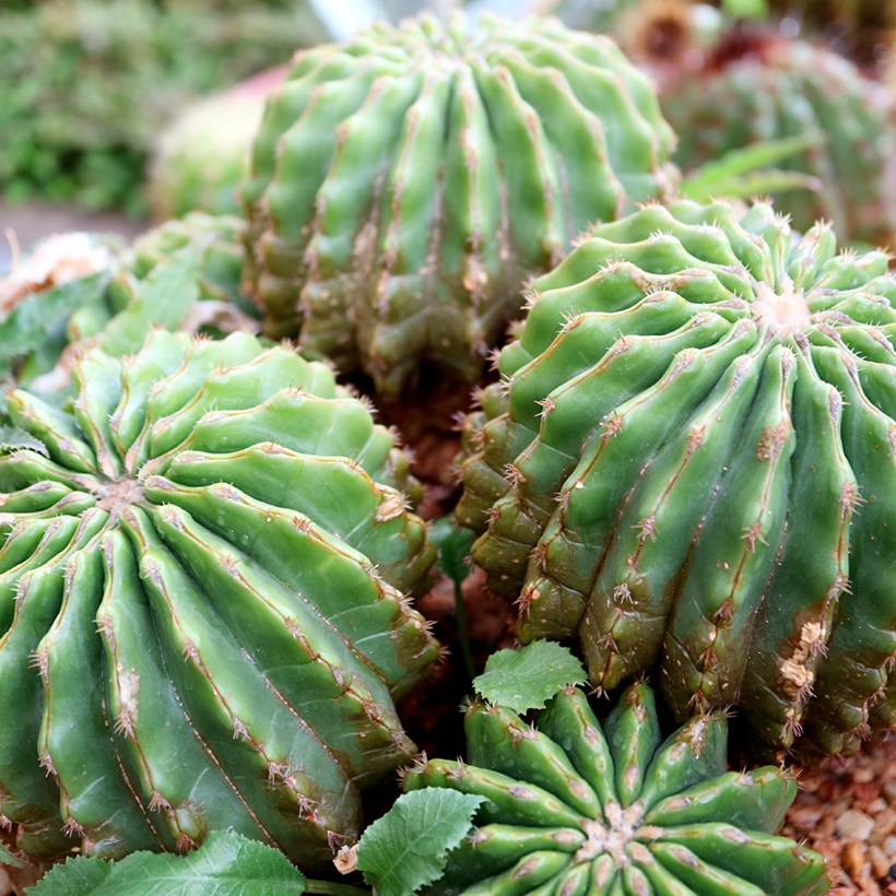 Promesse de Fleurs - Echinocactus grusonii var. brevispinus - Coussin de Belle-mère Pot de 4L/5L, 15/16 diamètre