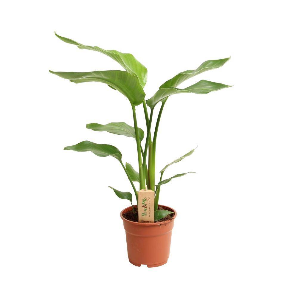 La Green Touch - Strelitzia Nicolai 60cm - Plante d'intérieur- La Green Touch - Imagen 1