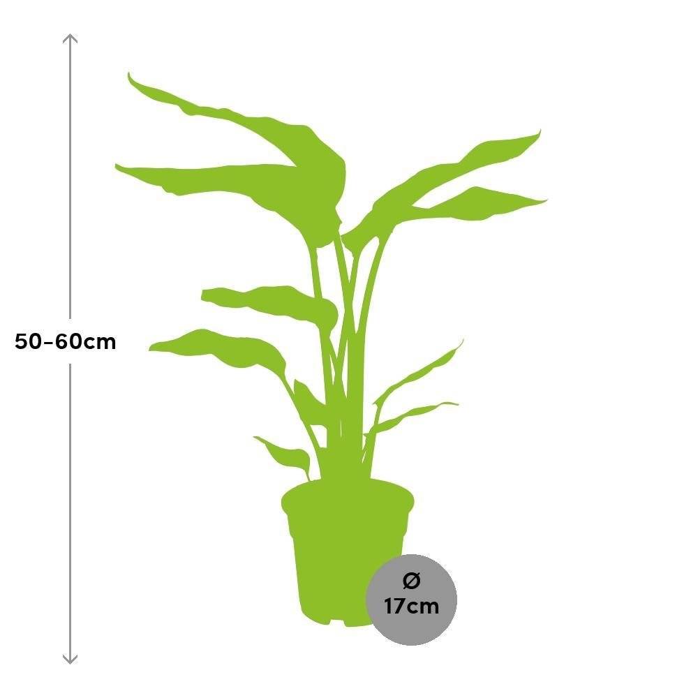 La Green Touch - Strelitzia Nicolai 60cm - Plante d'intérieur- La Green Touch - Imagen 3