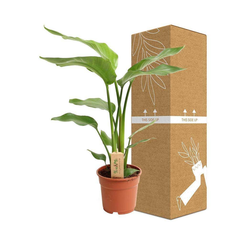 La Green Touch - Strelitzia Nicolai 60cm - Plante d'intérieur- La Green Touch - Imagen 4