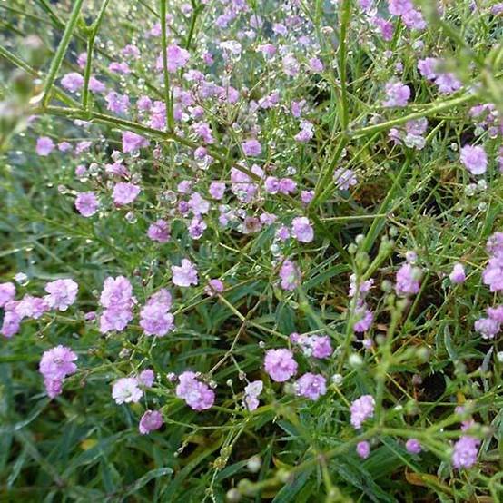 Gypsophile Festival Pink Godet de 8/9 cm