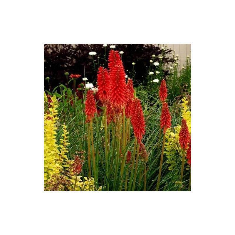 Kniphofia, Tison de Satan Redhot Popsicle® à fleurs Orange/Rouge - feuillage Caduc - Godet - 5/20 cm - Imagen 1