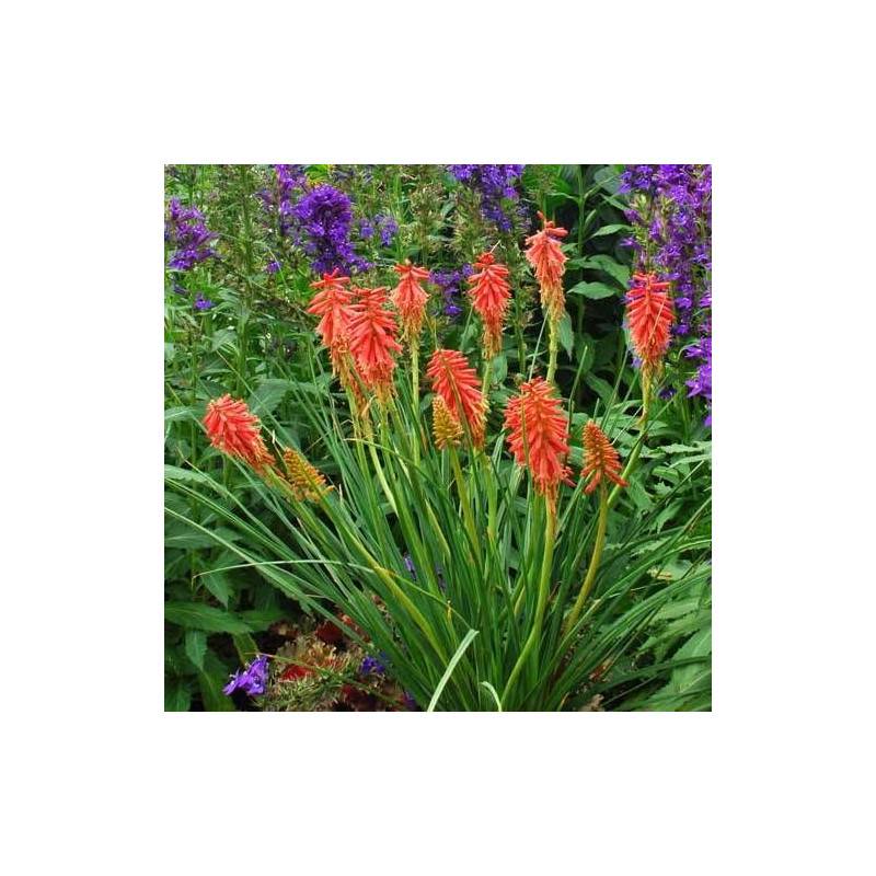 Kniphofia, Tison de Satan Redhot Popsicle® à fleurs Orange/Rouge - feuillage Caduc - Godet - 5/20 cm - Imagen 3