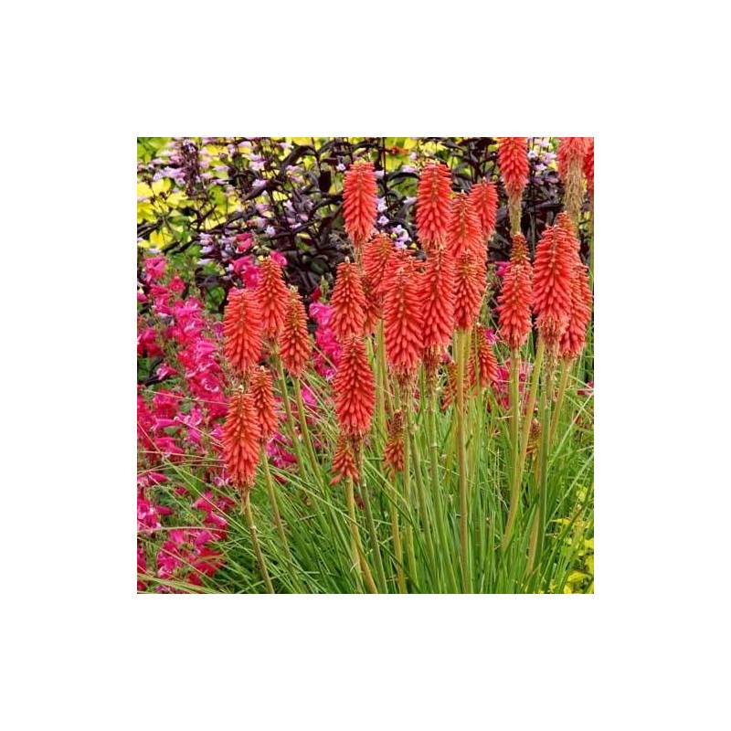 Kniphofia, Tison de Satan Redhot Popsicle® à fleurs Orange/Rouge - feuillage Caduc - Godet - 5/20 cm - Imagen 2