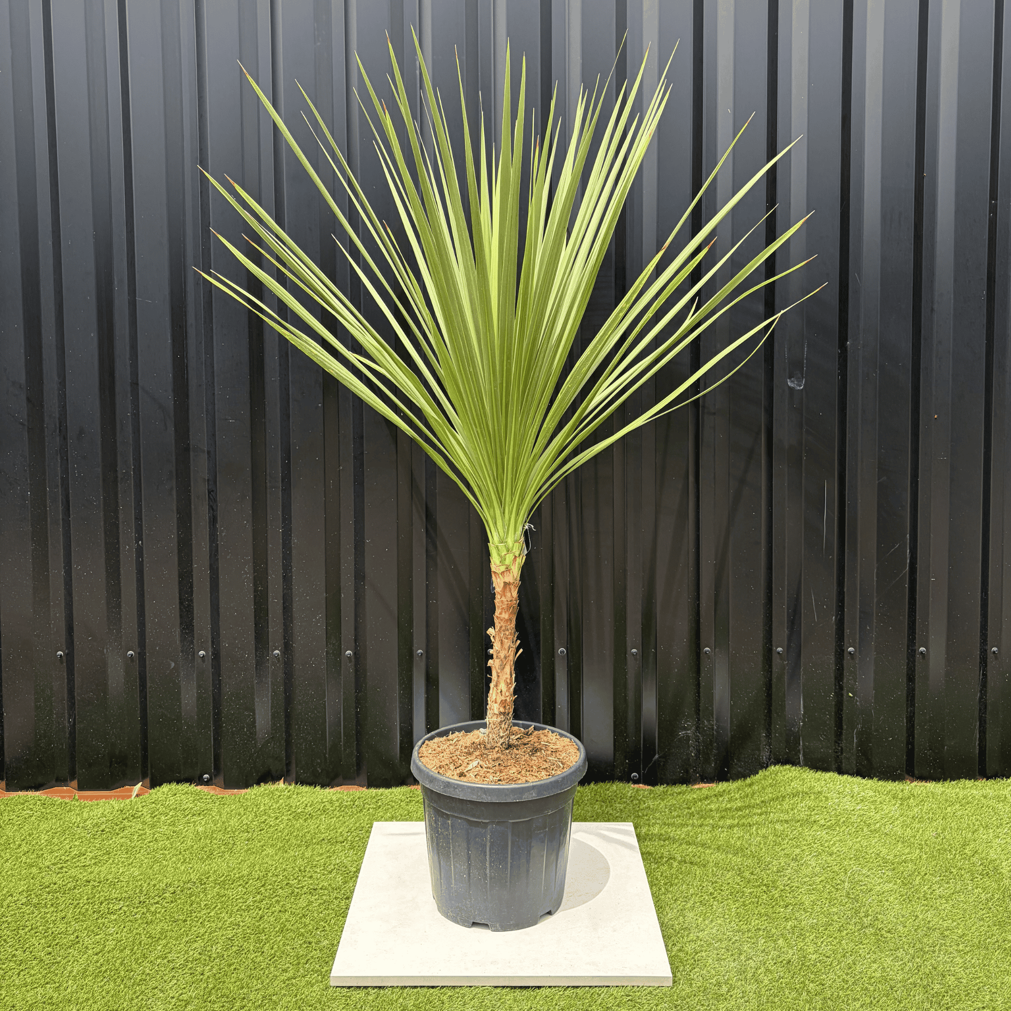 Cordyline Indivisa Hauteur 140 cm - Image 1