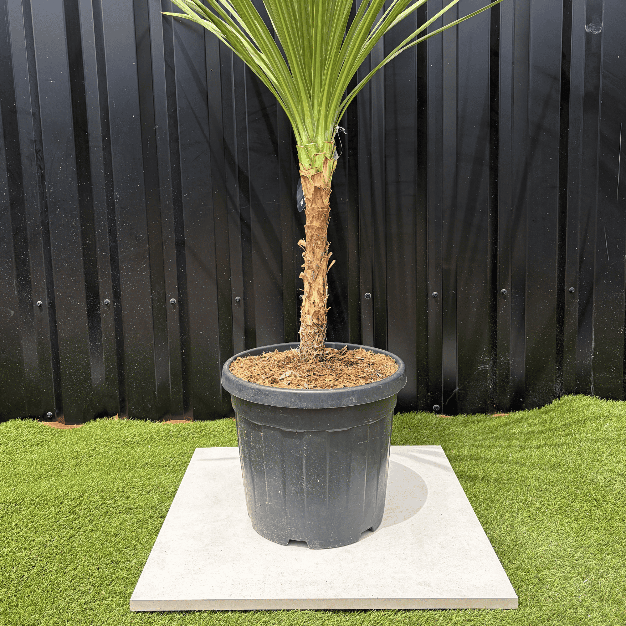 Cordyline Indivisa Hauteur 140 cm - Image 4