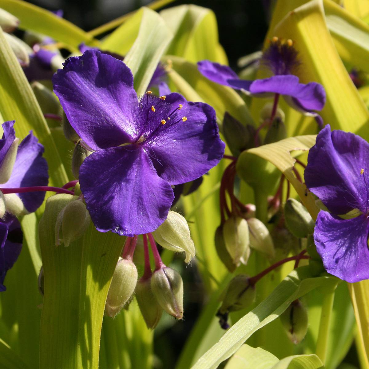 Ephémère de Virginie, Tradescantia andersoniana Blue and Gold Pot de 2L/3L
