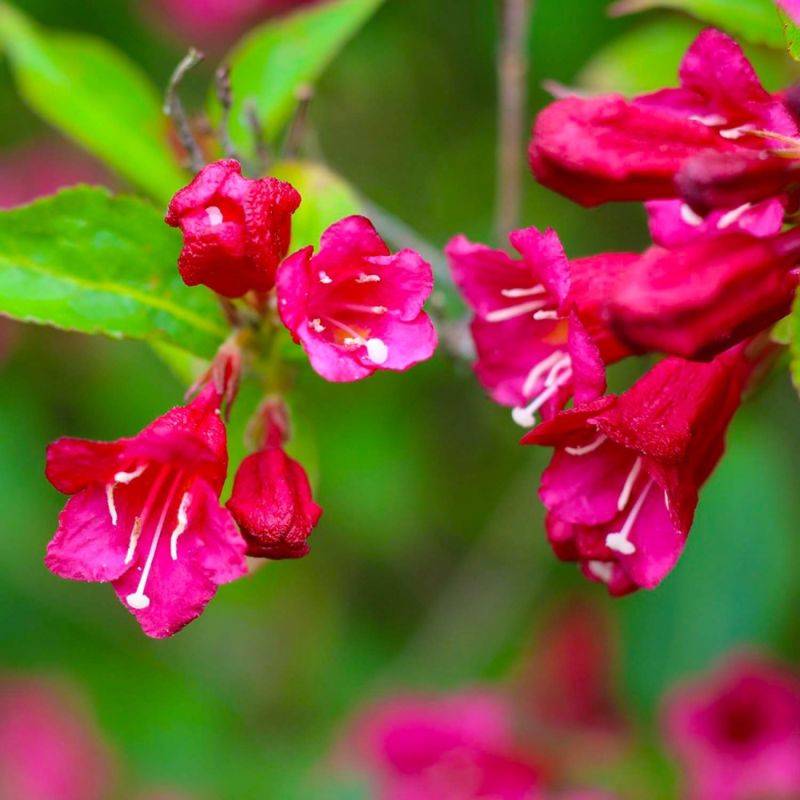 Weigela 'Red Prince' (Weigela x florida 'Red Prince') - Godet - Taille 13/25cm - Pépinières Naudet