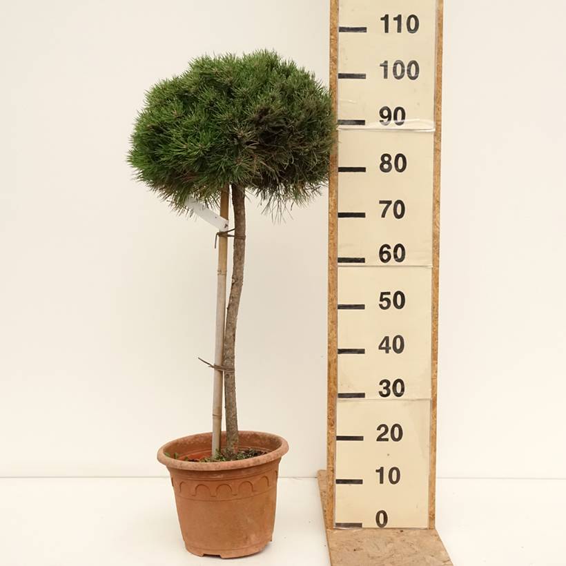 Pin noir - Pinus nigra Marie Brégeon Pot de 7,5L/10L, Demi-Tige, Demi ...