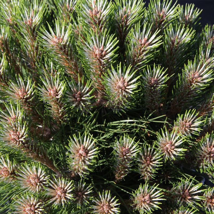 Pin noir - Pinus nigra Marie Brégeon Pot de 7,5L/10L, Demi-Tige, Demi ...