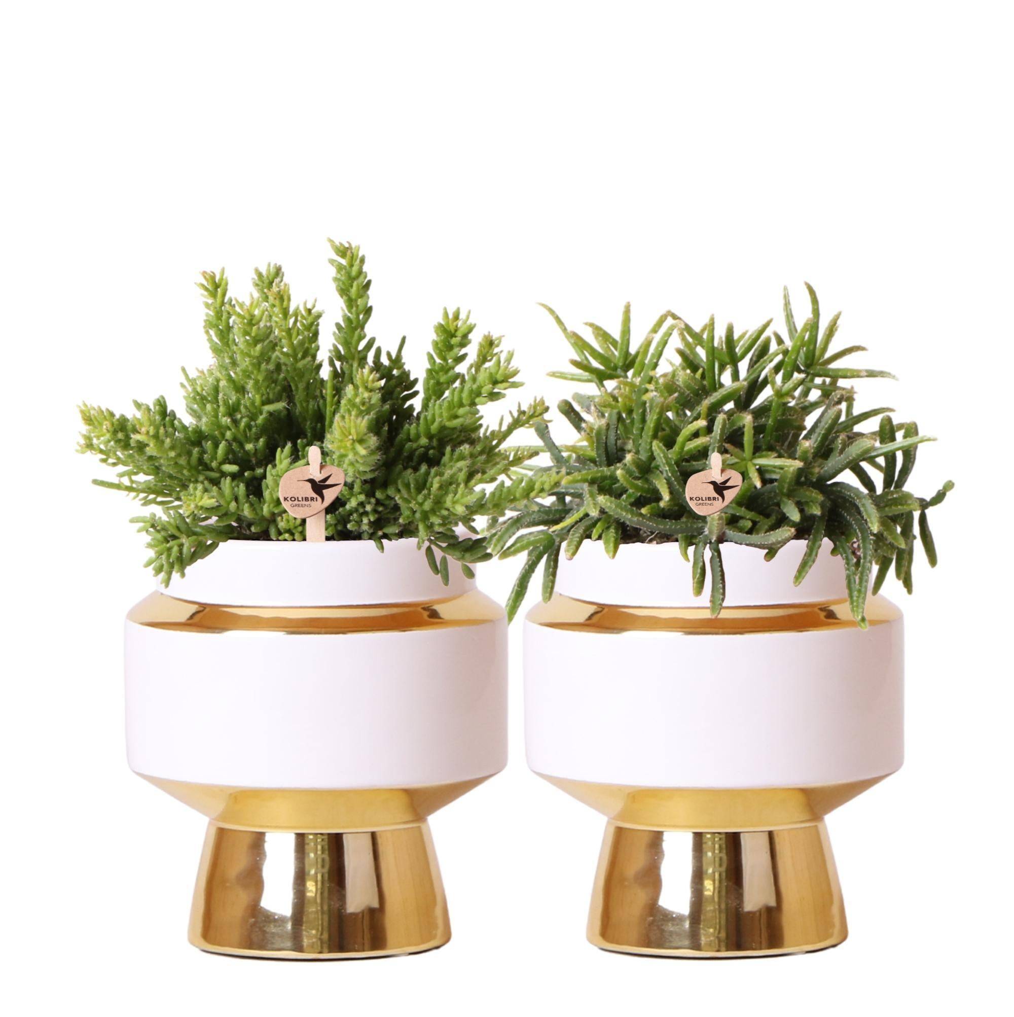 La Green Touch - Duo Rhipsalis et leurs caches-pots doré- La Green Touch - Image 2